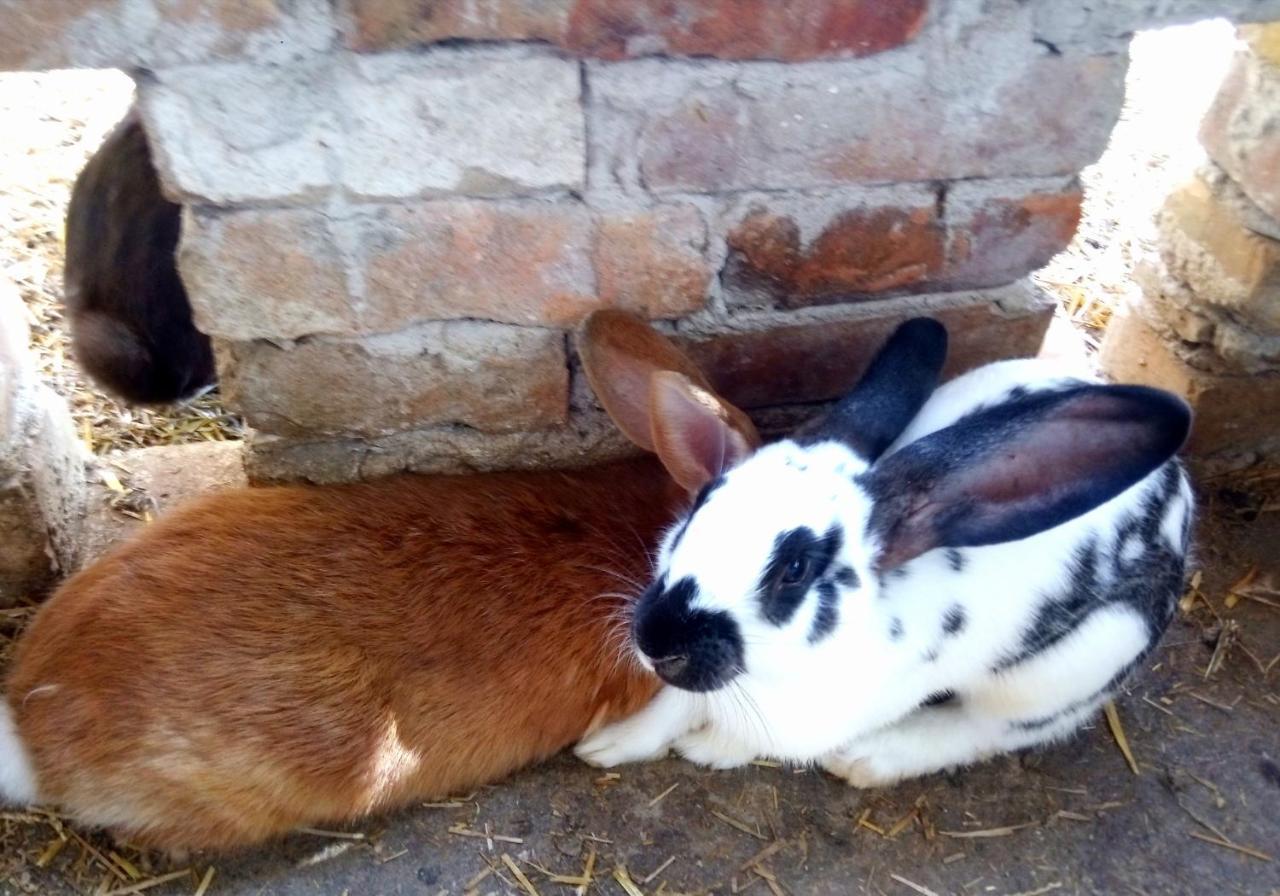 Готель Jurtafarm Rackeve - A Nomad Luxus Екстер'єр фото