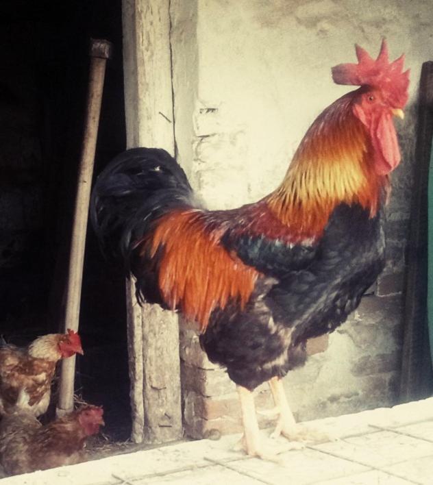 Готель Jurtafarm Rackeve - A Nomad Luxus Екстер'єр фото